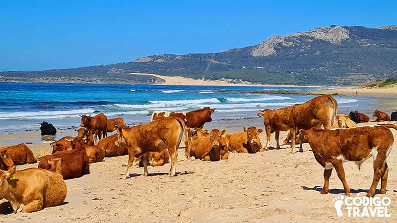 vacas playa de bolonia